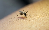 Ministerio de Salud Declara Alerta Sanitaria en 7 Regiones Del País, Incluyendo Antofagasta, Por Riesgo Del Mosquito Del Dengue