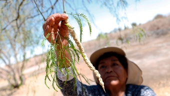 Agricultores de Calama Colectan Semillas de Algarrobo de Forma Masiva en Parque Explora Lomas