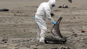 Confirman Casos Positivos de Gripe Aviar en Iquique y Antofagasta