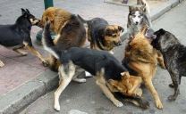 Seremi de Salud Exige al Municipio de Sierra Gorda Acciones Urgentes y Eficaces en el Control de Perros Vagos