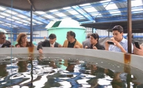 Alcaldes de Ciudades Puerto Impresionados Con Proyecto de Cultivo de Peces Cobias en Termoeléctrica de Mejillones