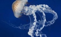 Medusas: Complejas y Fascinantes Visitantes de la Costa