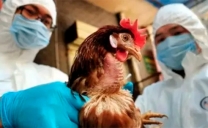Experto Entrega Recomendaciones Para Prevenir Contagios de Gripe Aviar
