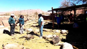 Más de 90 Ovejas y Caprinos Murieron Producto del Ataque de Perros en San Pedro de Atacama