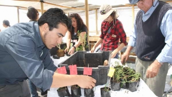 Mejilloninos se Capacitan para Introducir Plantación de Salicornias en la Comuna
