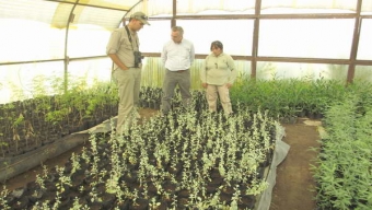 SE ABRE PRIMER LLAMADO A CONCURSO 2012 PARA BONIFICACIONES AL MANEJO DEL BOSQUE NATIVO