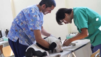 QUEDAN 200 CUPOS GRATUITOS PARA ESTERILIZAR MASCOTAS