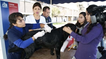 Seremi de Salud Vacuna Contra la Rabia a Perros Vagos de la Universidad Católica del Norte