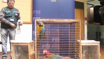 PDI Incauta 6 Aves Exóticas y una Rana