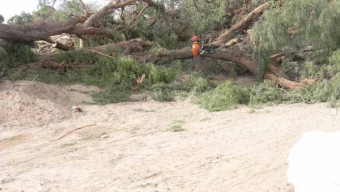 Seremi Agricultura Fiscalizó Tala de Árboles que Realiza Constructora en Avenida La Paz de Calama