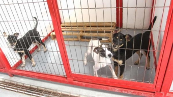 Ecoalbergue Canino Realiza Exitosa Primera Captura de Perros Abandonados