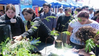 Conaf Entregó 100 Árboles a Vecinos de Mejillones