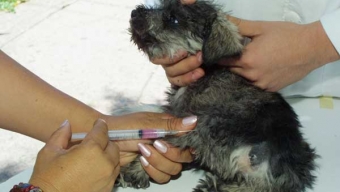 Seremi de Salud Vacunara a Perros Contra la Rabia