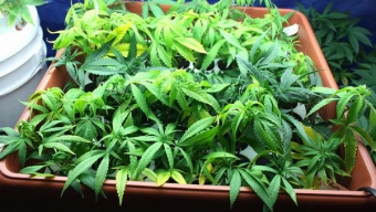Diputados Aprueban Proyecto Que Legaliza Autoconsumo y Despenaliza Uso Medicinal de Cannabis