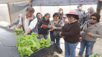 Pobladores de San Pedro Estación Conocieron Trabajo Agrícola de Altos La Portada y Quillagua