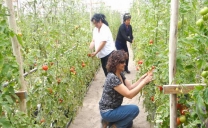 Agricultores de Altos La Portada Regarán Cultivos Hidropónicos con Agua Desalada