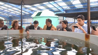 Alcaldes de Ciudades Puerto Impresionados Con Proyecto de Cultivo de Peces Cobias en Termoeléctrica de Mejillones