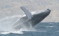 Científicos Capacitaron a Pescadores y Operadores Turísticos en Avistamiento de Cetáceos