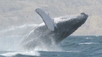 Científicos Capacitaron a Pescadores y Operadores Turísticos en Avistamiento de Cetáceos