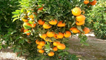 Afinan Detalles Para la Importación de Naranjas Argentinas