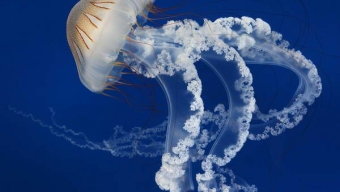 Medusas: Complejas y Fascinantes Visitantes de la Costa