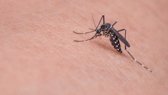 Autoridades de Salud Refuerzan Medidas Para Prevenir Virus Zika