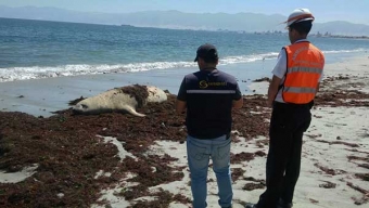 Hembra de Elefante Marino Varó en Bahía de Mejillones Para Mudar su Piel