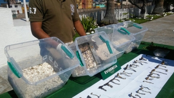 Decomisan Hongos Alucinógenos y Crack en Antofagasta