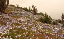 En Consulta Pública Plan RECOGE de Flora Costera del Norte de Chile