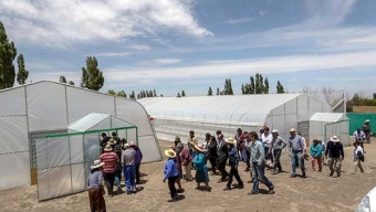 Inaugurados Invernaderos de Última Tecnología para Hidroponía en Talabre