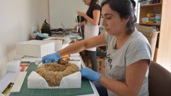 Investigadores Realizan Conservación Preventiva de Gorros Atacameños Usados en Tiempos Prehispánicos