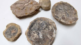 Muestra de Fósiles Antofagastinos Llegó Hasta el Museo de Historia Natural de Valparaíso Para su Exhibición