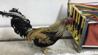 Maltrato Animal: Carabineros Incautó Tres Gallos de Pelea