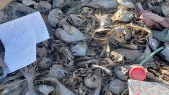 Pescado Descompuesto y Otros Desechos Provocaron Una Emergencia Sanitaria en Sector Poniente de Calama