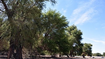 Llaman a Prevenir Incendios Forestales en la Provincia de El Loa