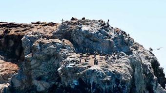CONAF Presenta Informe Sobre Estudio Regional Del Pingüino de Humboldt