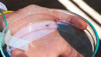 Fuerte Vigilancia Mantiene Seremi Salud Para Detección de Los Mosquitos Anopheles y Aedes