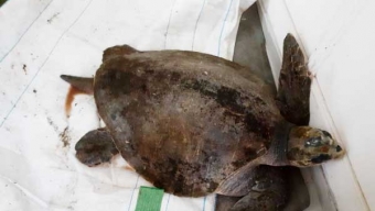 Exitoso Rescate de Tortuga Hallada en Roqueríos de Tocopilla