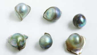 En Australia UA Obtiene Patente Para Producir Perlas de Abalón