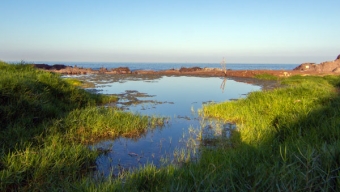 Consejo de Ministros para la Sustentabilidad Declara Santuario de la Naturaleza Humedal La Chimba de Antofagasta