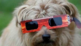 Académico de Medicina Veterinaria de UST Aclara Mitos Sobre Las Mascotas y el Eclipse Solar