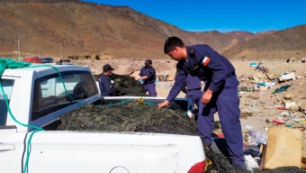 Más de Una Tonelada de Huiro Incautado en Taltal. Extractores Ilegales Huyeron Por el Agua