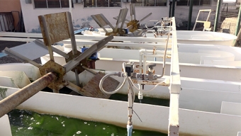 Con Microalgas Nativas Buscan Remediar Aguas Residuales en Antofagasta