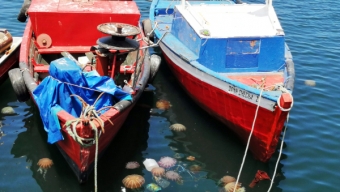 Pescadores Artesanales Avanzarán en Economía Circular Con Plan de Manejo Para Reducir Los Desperdicios Marinos