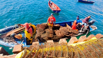 500 Kilómetros Recorren 11.000 Semillas de Ostiones Producidas Por Pescadores de Caleta Cifuncho