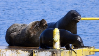Gripe Aviar: Confirman Primer Caso en Lobo Marino y en Ave de Gallinero