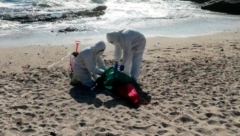 Aumenta el Número de Animales Marinos Muertos Por Influenza Aviar