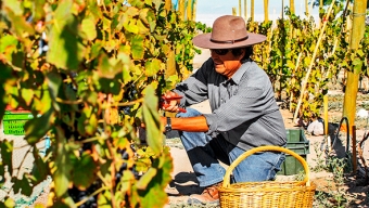 Este Fin de Semana se Realizará la Fiesta de la Vendimia en San Pedro de Atacama