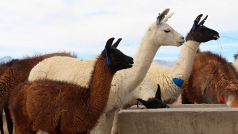 Ministerio de Las Culturas Reconoce Como Patrimonio Inmaterial el Sistema de Ganadería Camélido