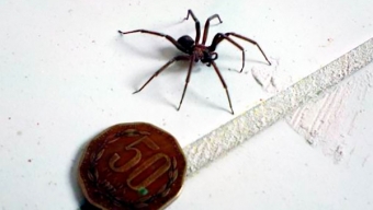 Investigadores de la UA Elaboran Kit de Detección Que Pesquisa Mordedura de Arañas de Rincón